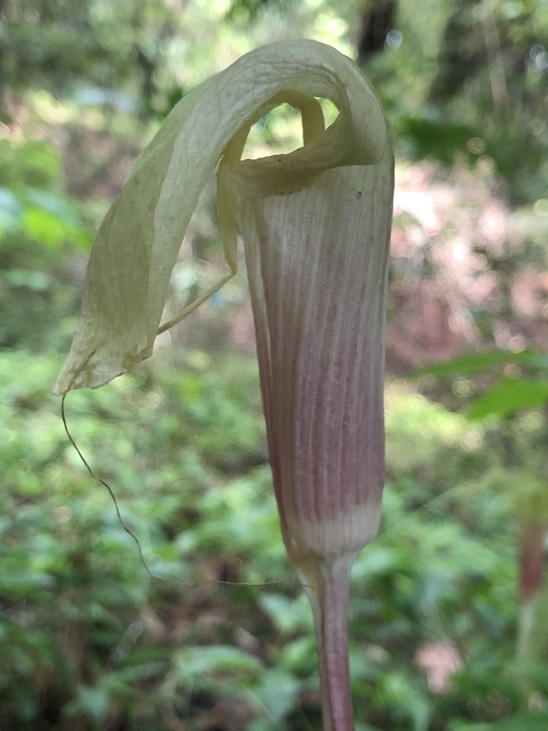 Arisaema macrospathum photo 7