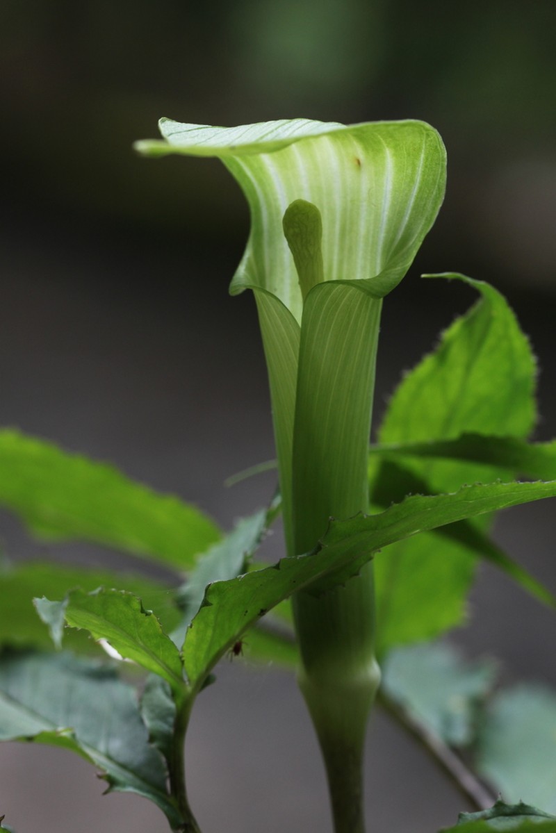 Arisaema maekawae
