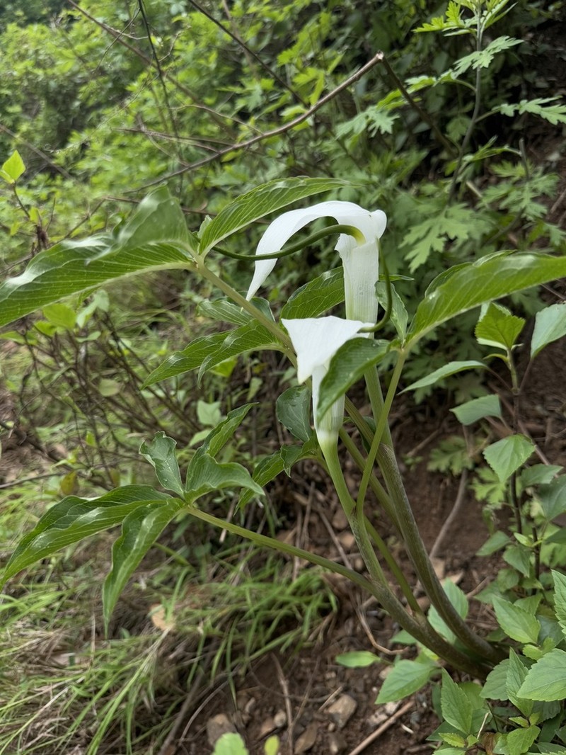 Arisaema mairei