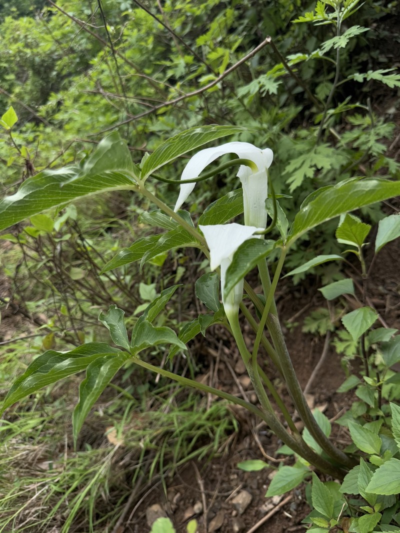 Arisaema mairei photo 2
