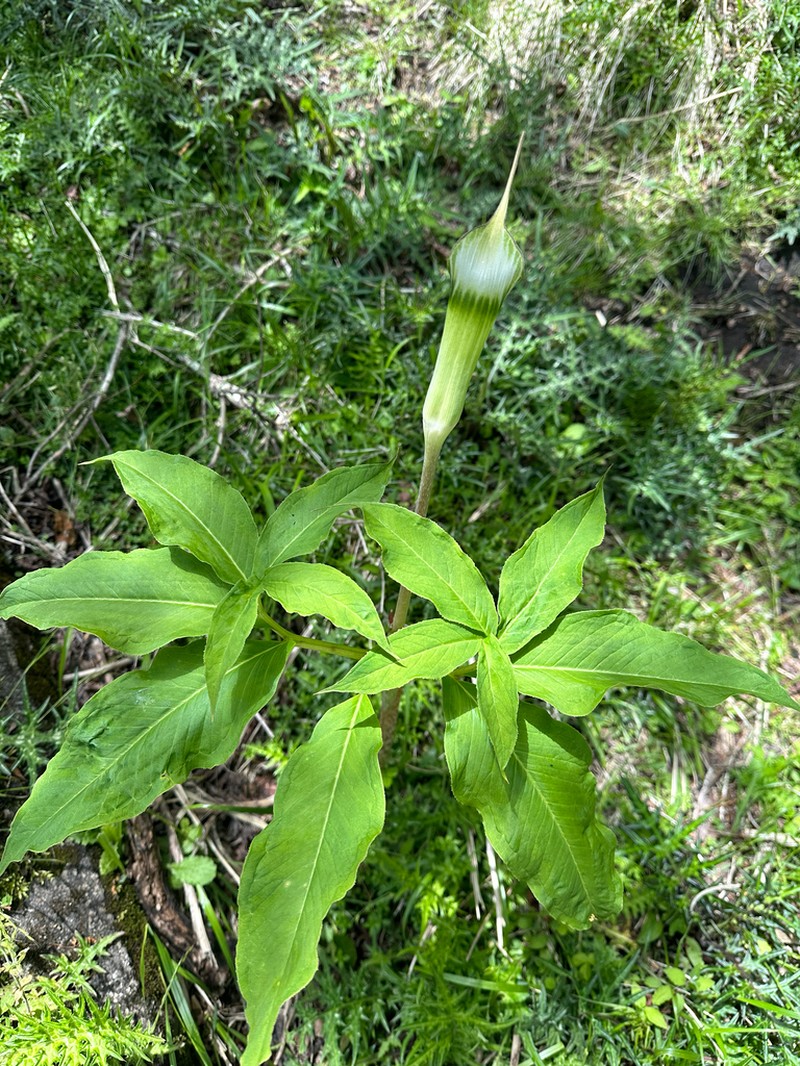Arisaema maximowiczii photo 5