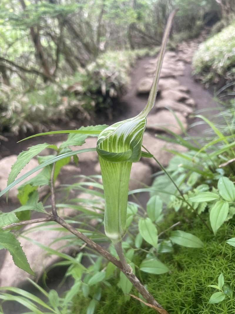 Arisaema maximowiczii
