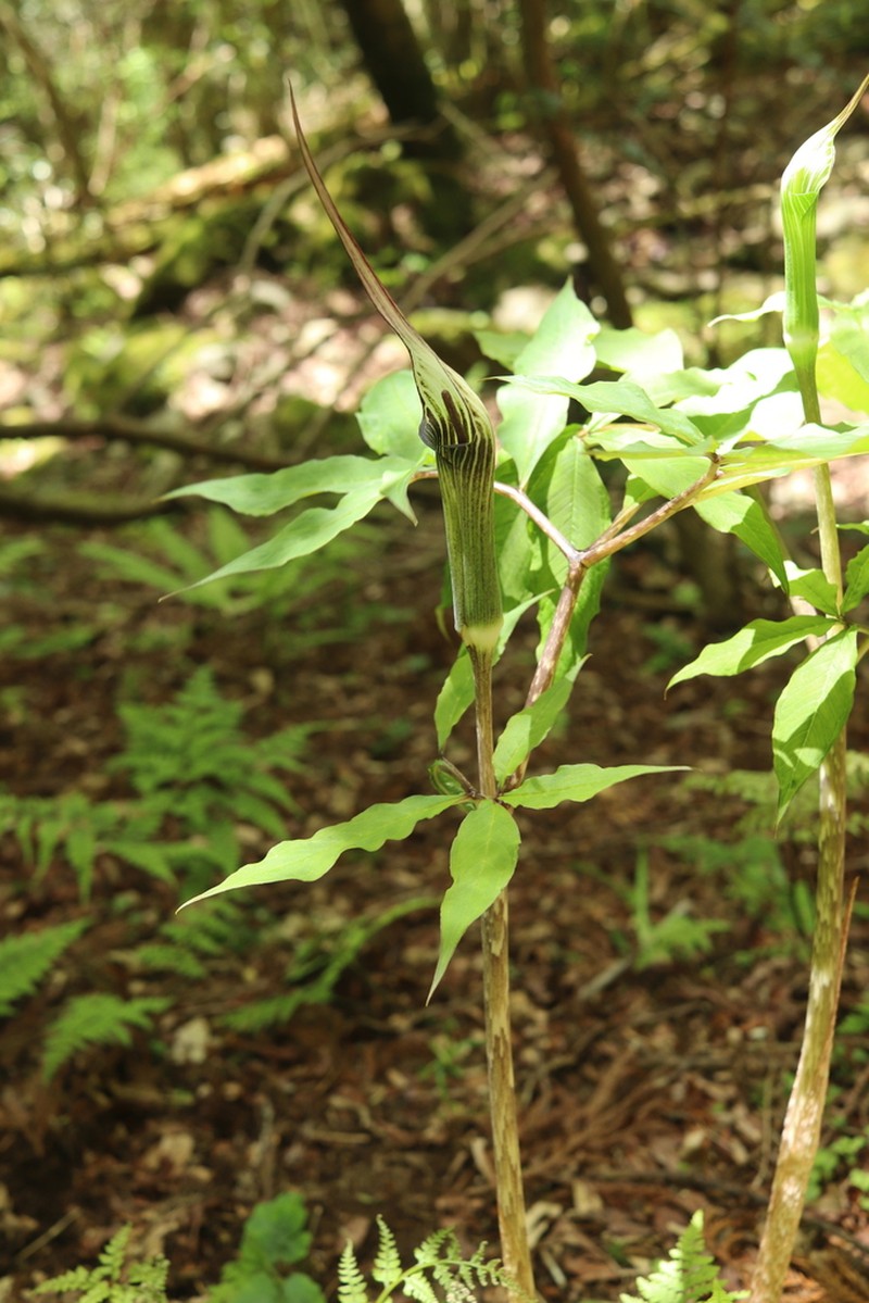 Arisaema maximowiczii photo 2