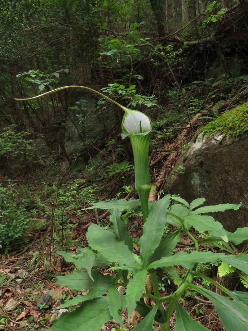 Arisaema maximowiczii photo 3