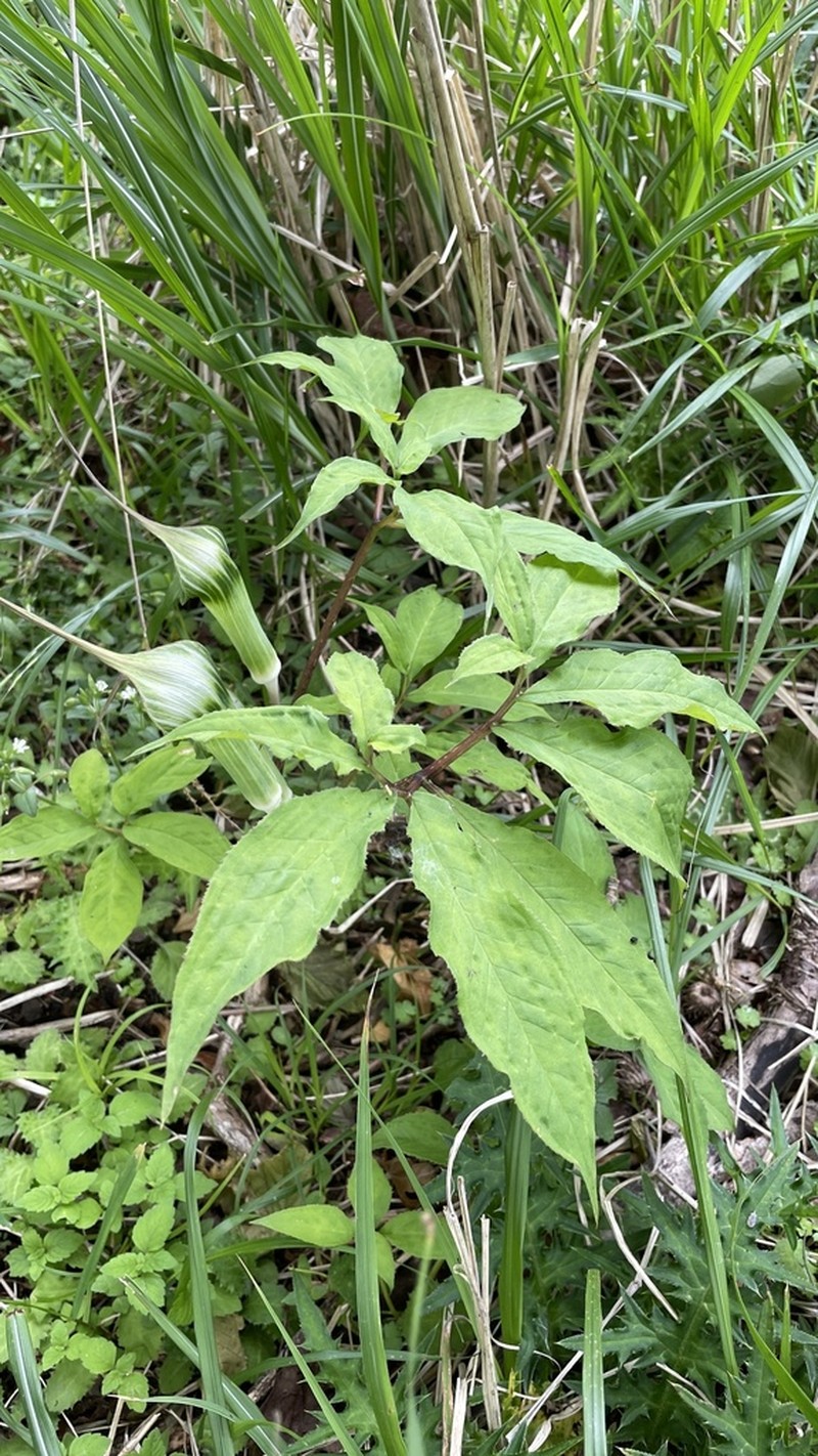 Arisaema maximowiczii photo 4
