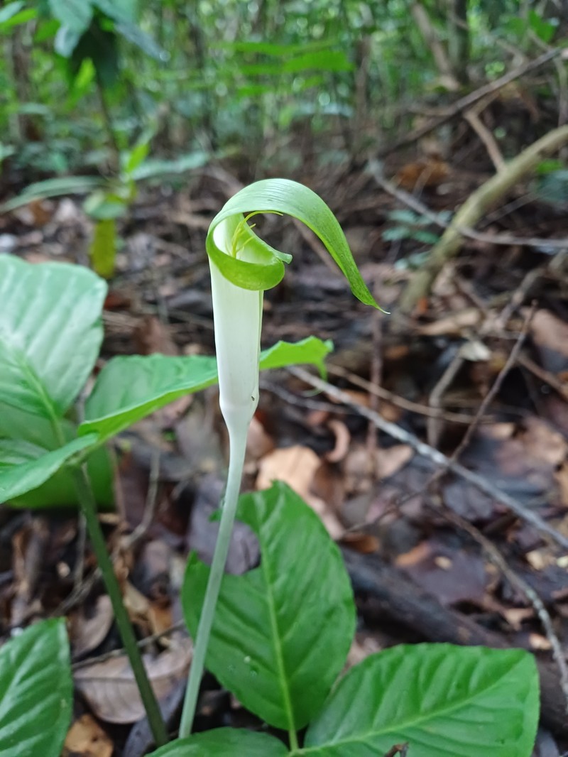 Arisaema maxwellii photo 2