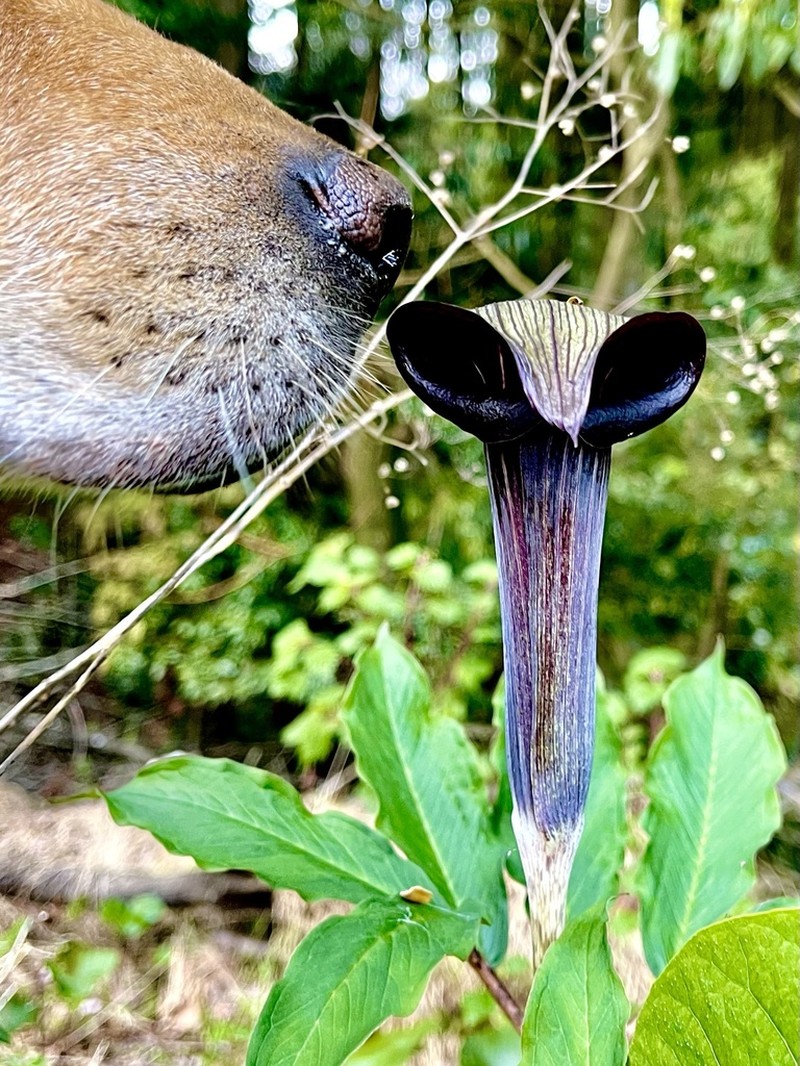 Arisaema mayebarae