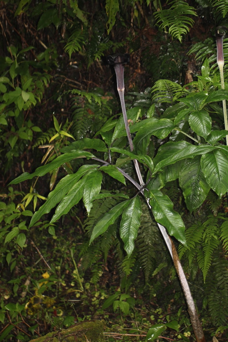 Arisaema mayebarae photo 2