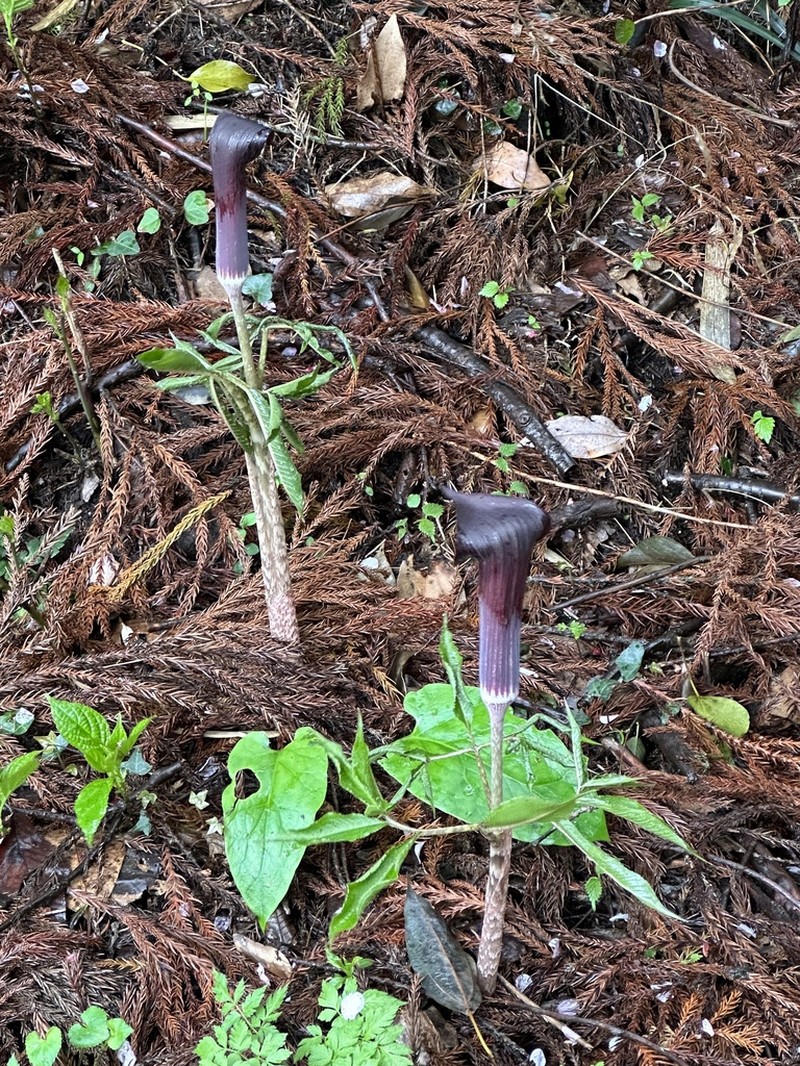 Arisaema mayebarae photo 3