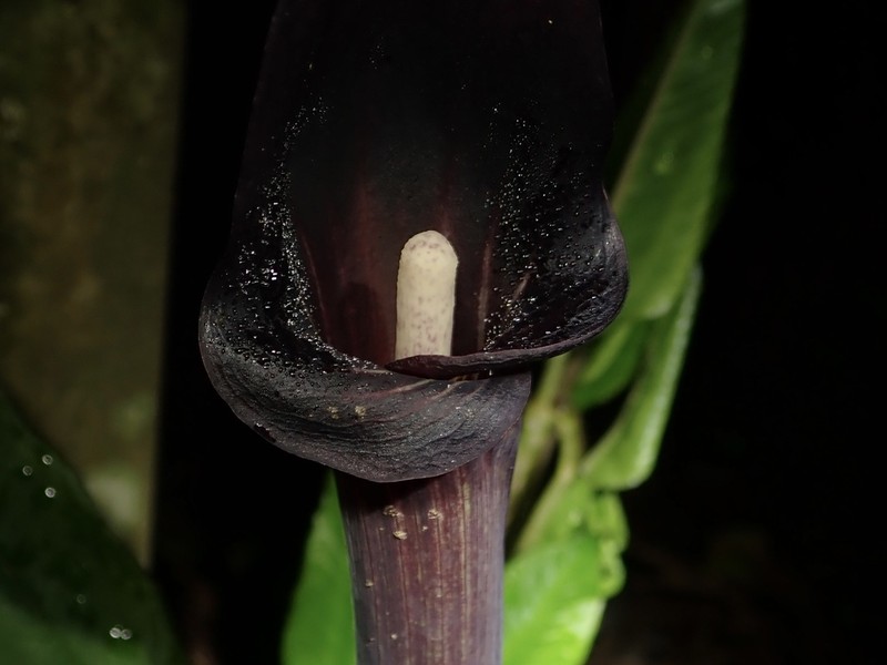 Arisaema mayebarae photo 4