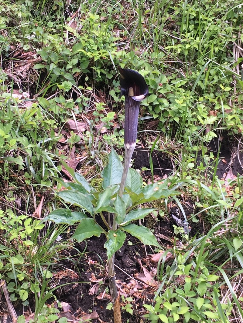 Arisaema mayebarae photo 5