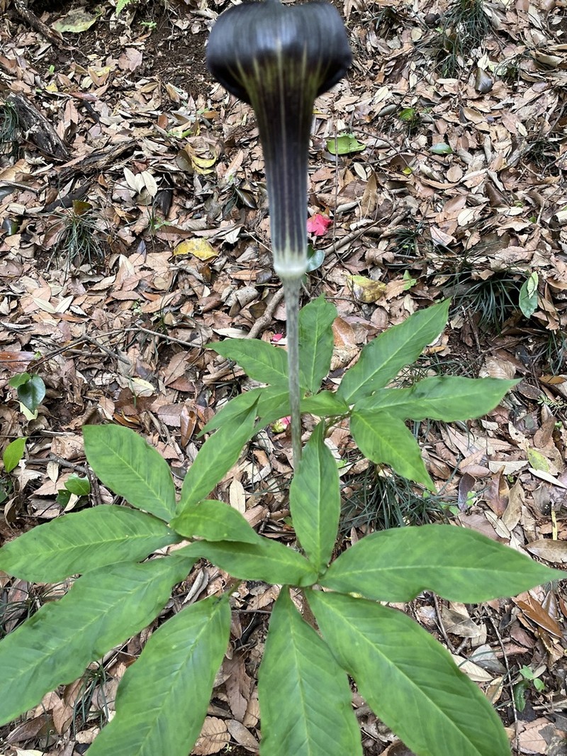 Arisaema mayebarae photo 6