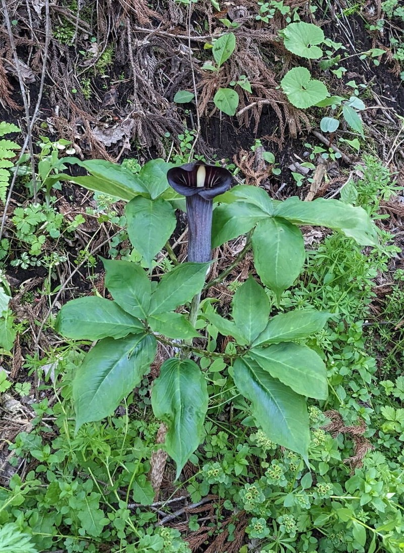 Arisaema mayebarae photo 7