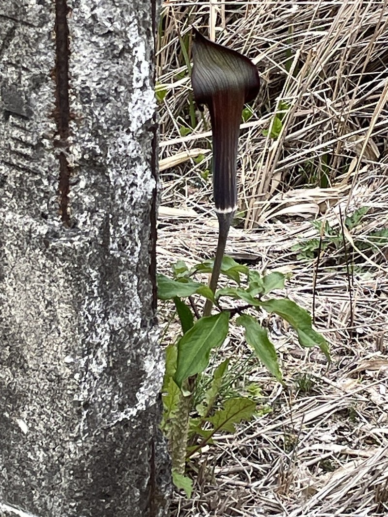 Arisaema mayebarae photo 8