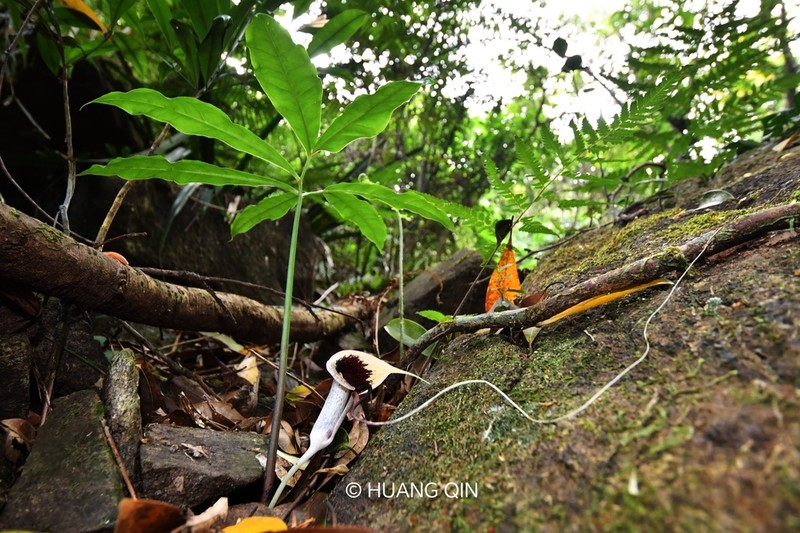 Arisaema melanostoma