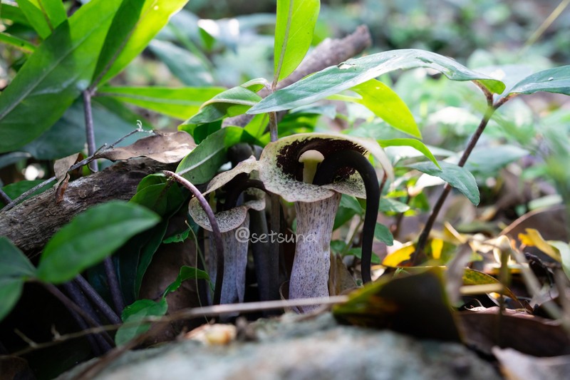 Arisaema melanostoma photo 2
