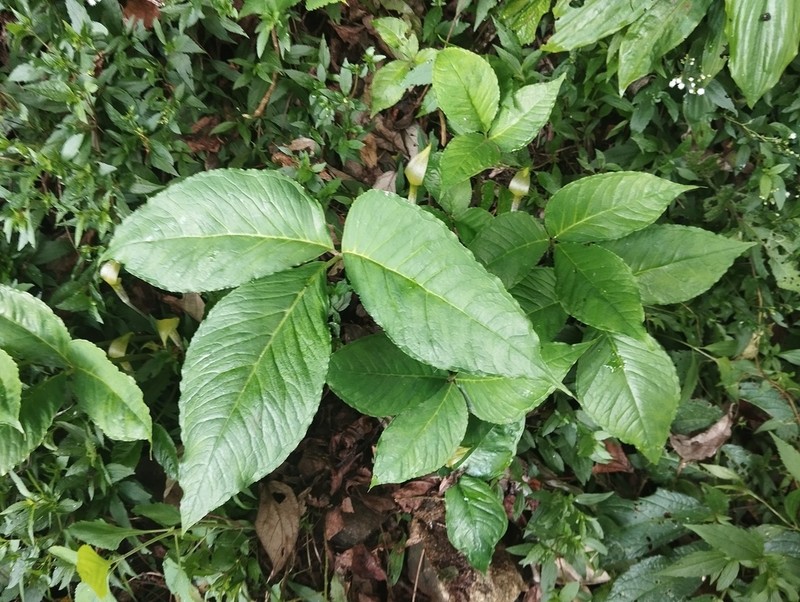 Arisaema microspadix photo 4