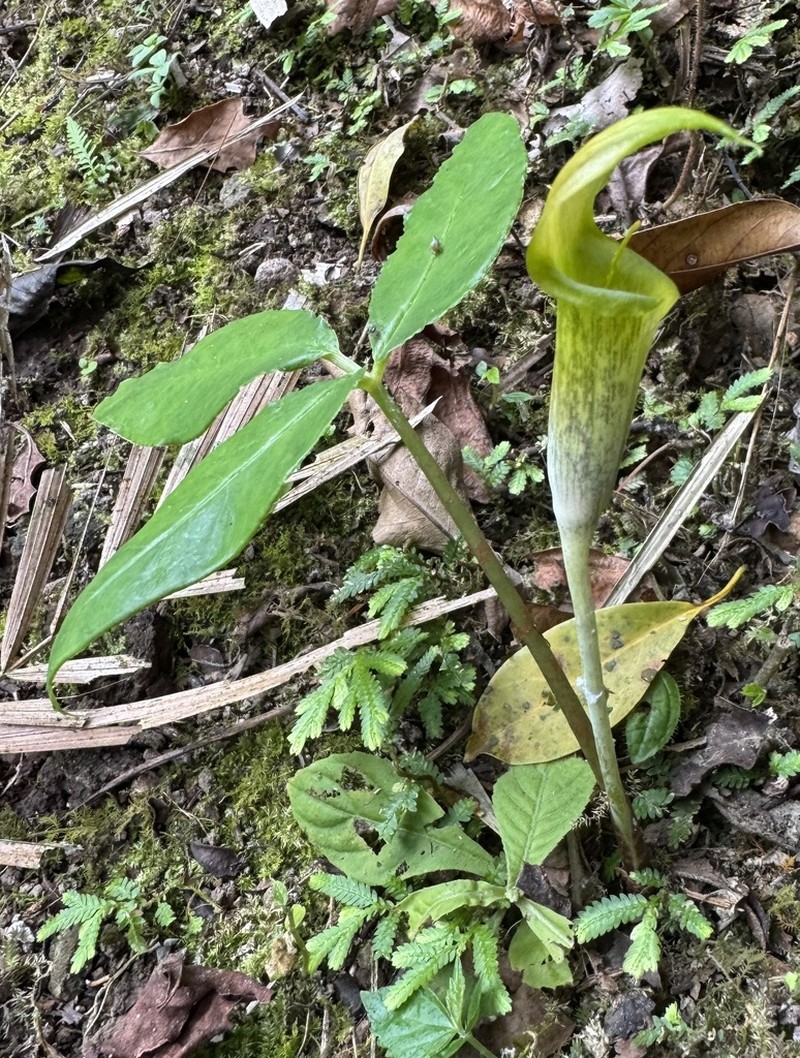 Arisaema microspadix