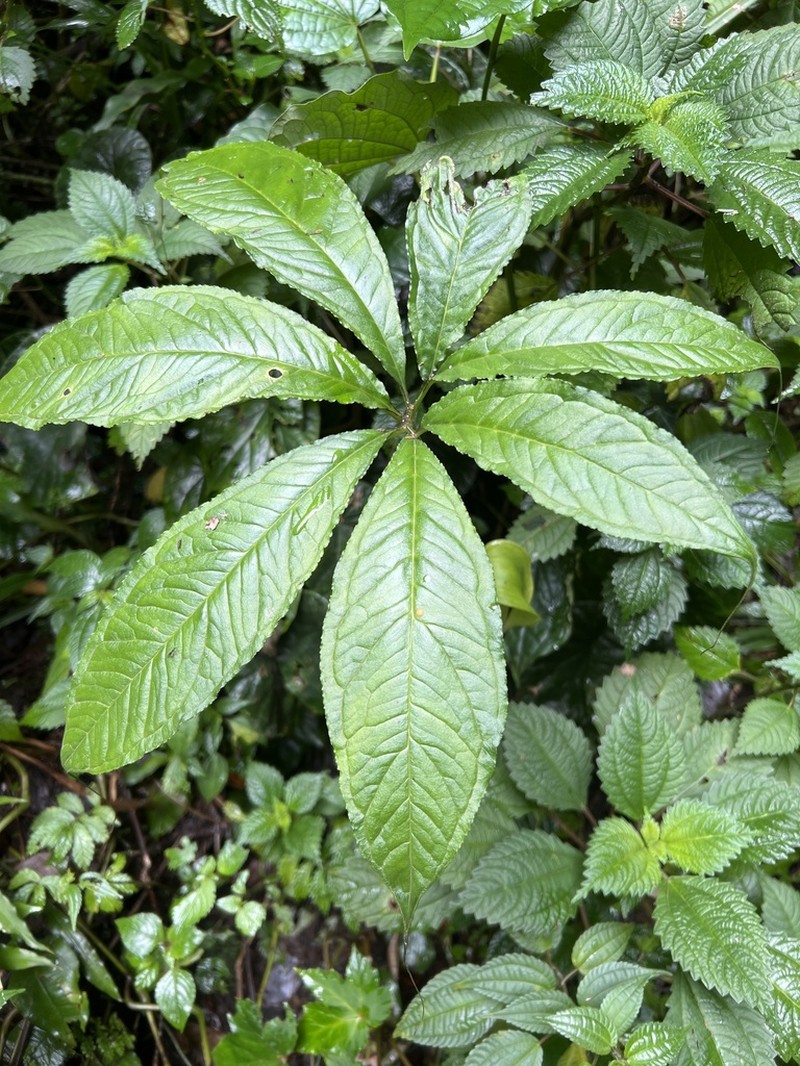 Arisaema mildbraedii