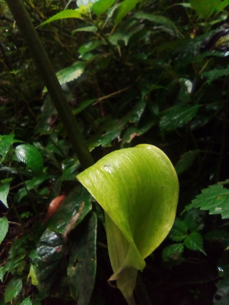 Arisaema mildbraedii photo 2