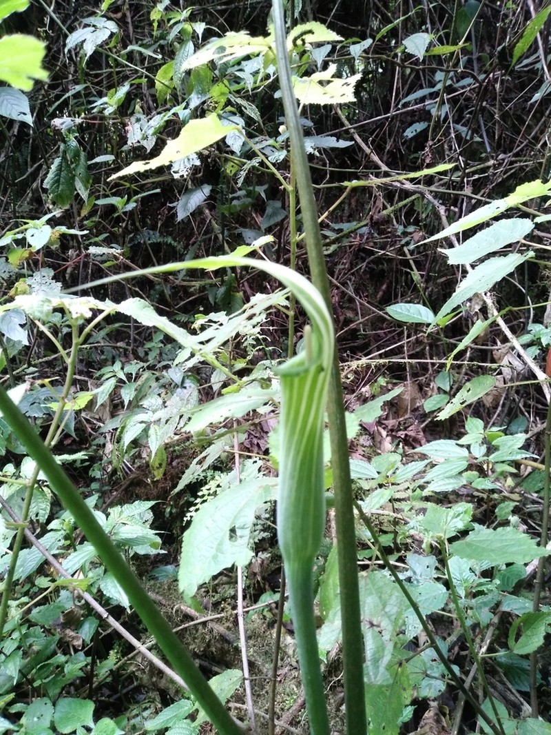 Arisaema mildbraedii photo 3