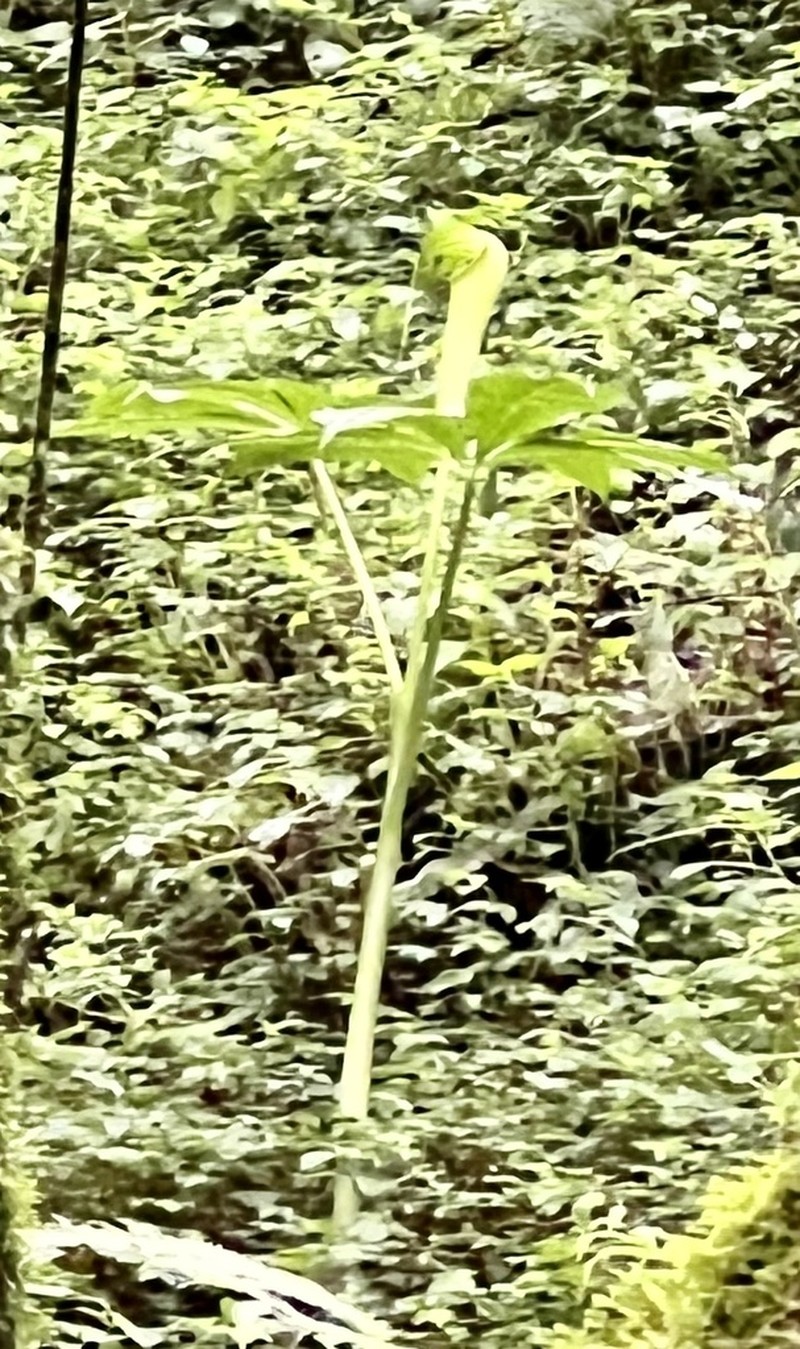 Arisaema mildbraedii photo 4
