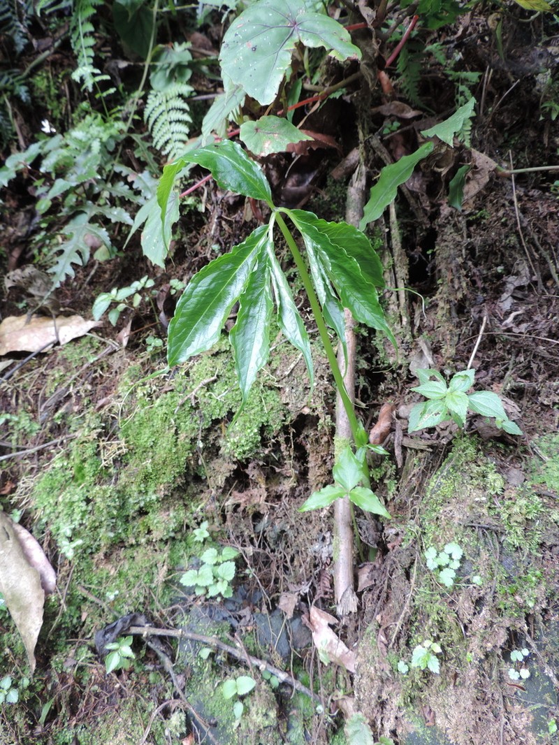 Arisaema mildbraedii photo 5