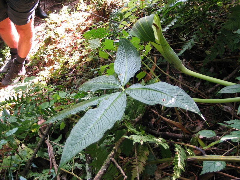 Arisaema mildbraedii photo 6
