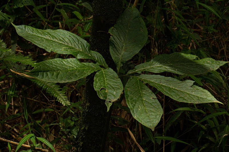 Arisaema mildbraedii photo 7