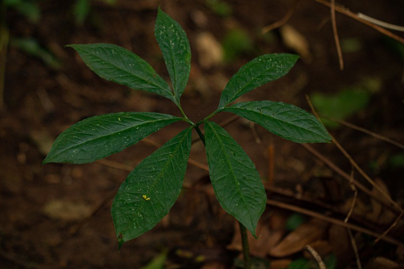 Arisaema mildbraedii photo 8