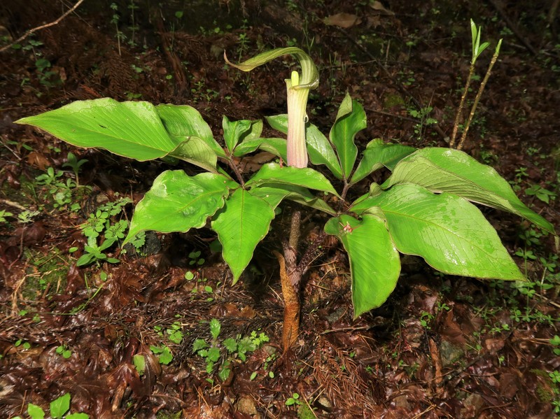 Arisaema minus