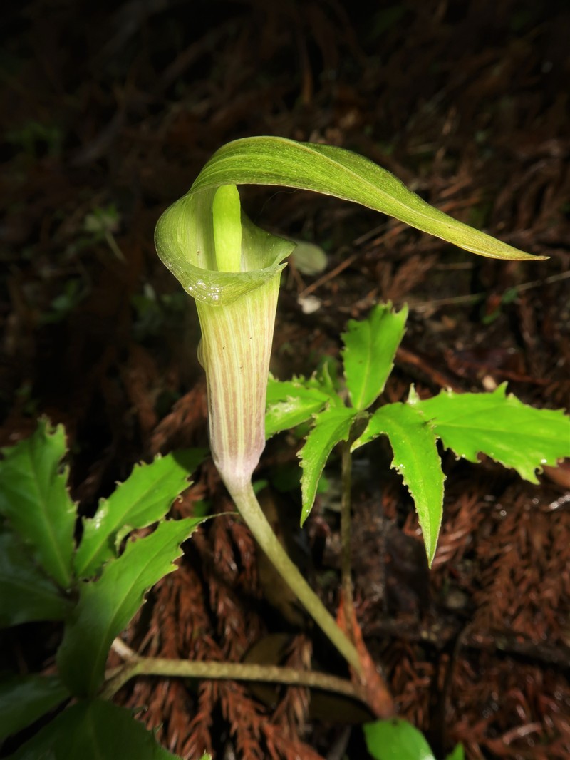 Arisaema minus photo 4