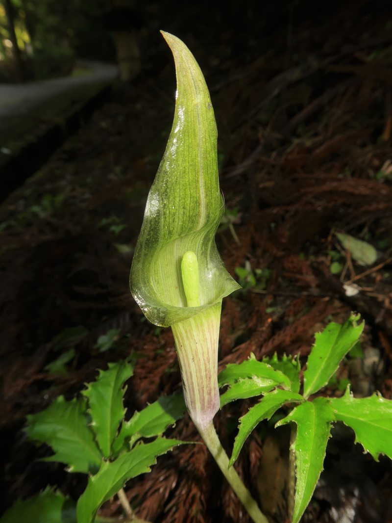 Arisaema minus photo 5