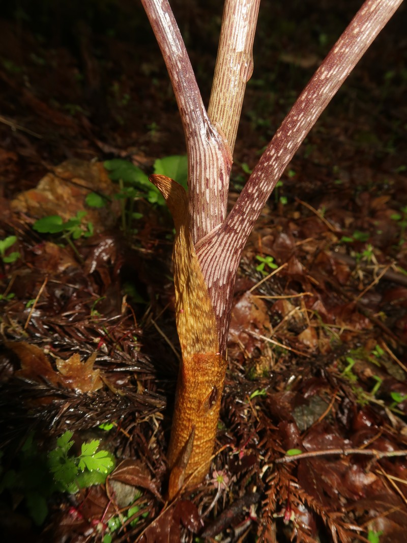 Arisaema minus photo 6