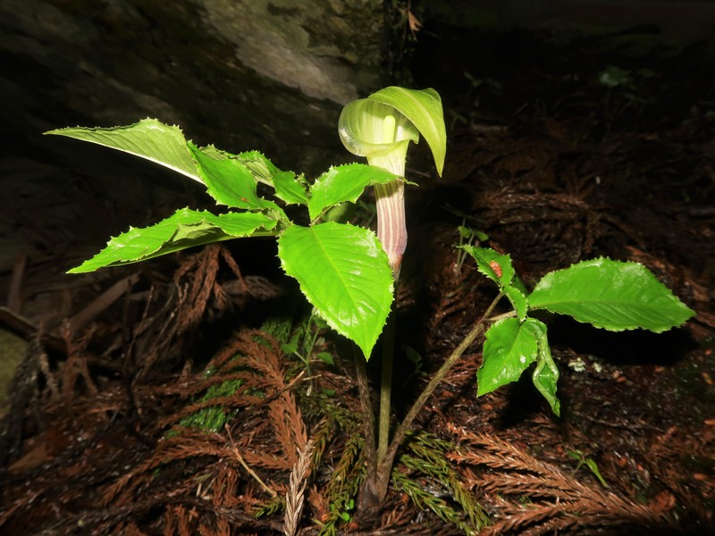 Arisaema minus photo 7