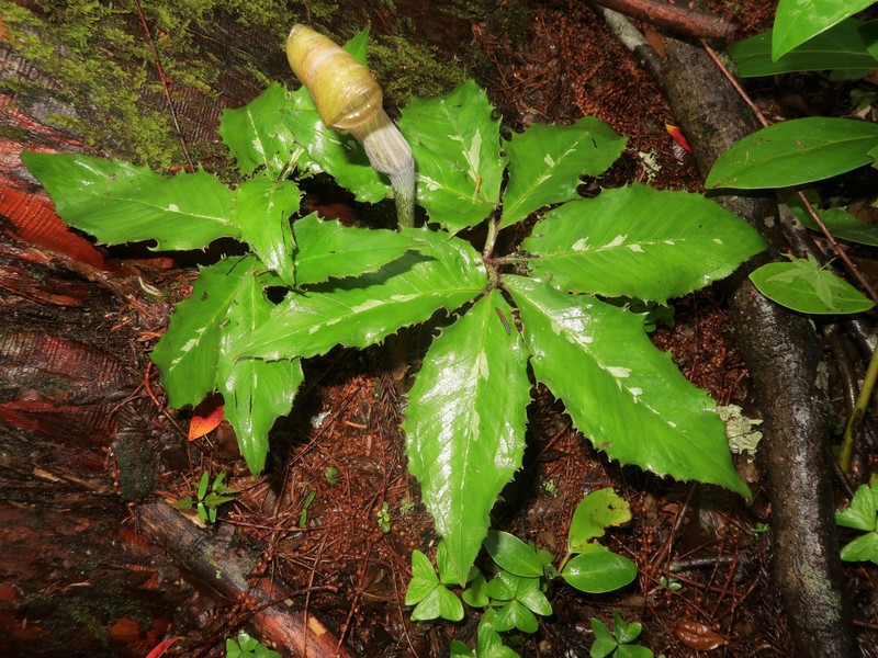 Arisaema minus photo 8