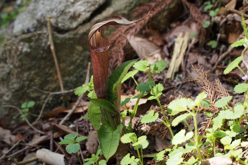 Arisaema minus