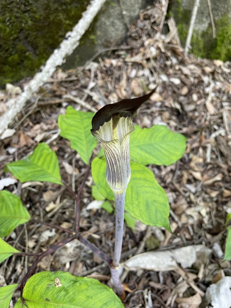 Arisaema monophyllum