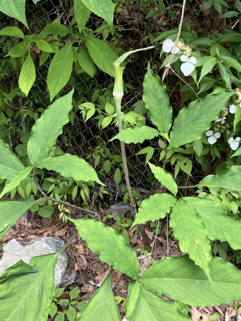 Arisaema monophyllum photo 2
