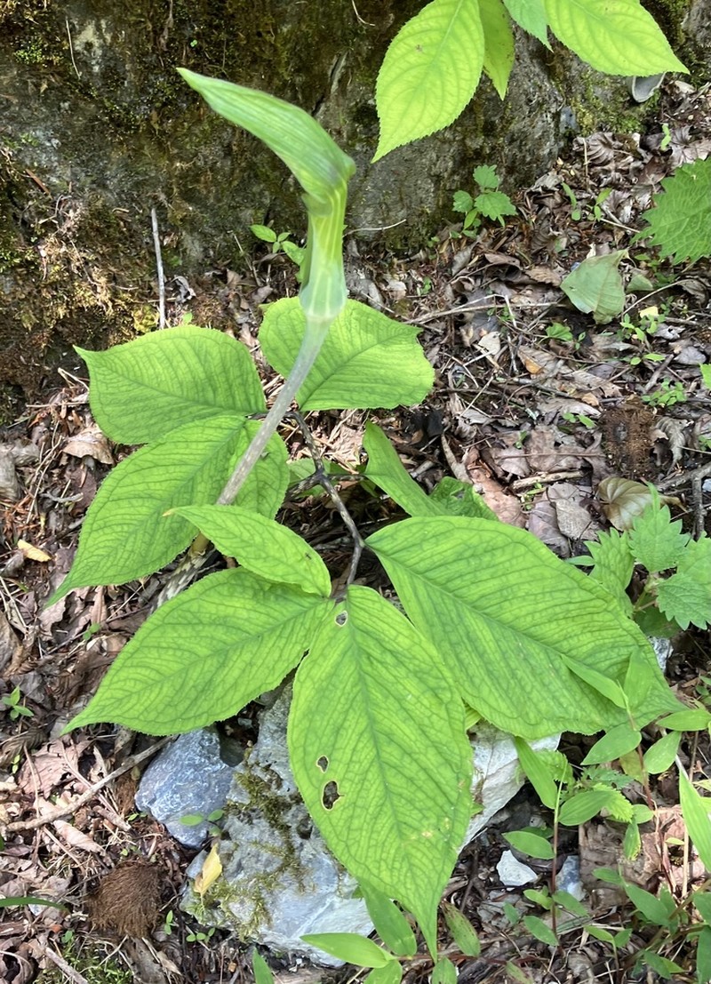 Arisaema monophyllum photo 4