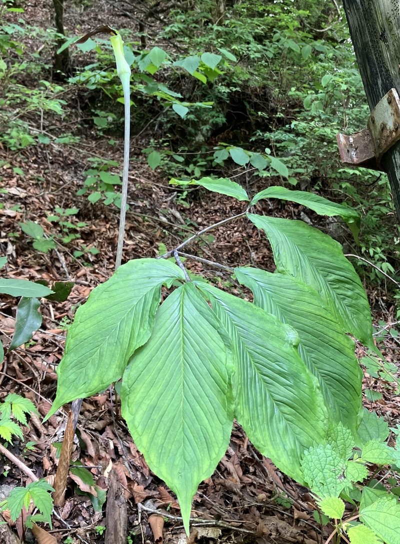 Arisaema monophyllum photo 5