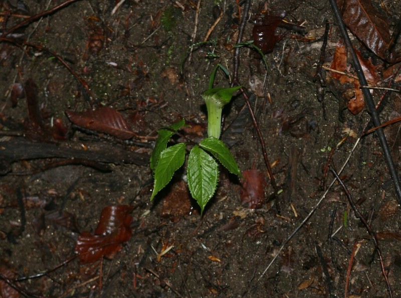 Arisaema monophyllum photo 6