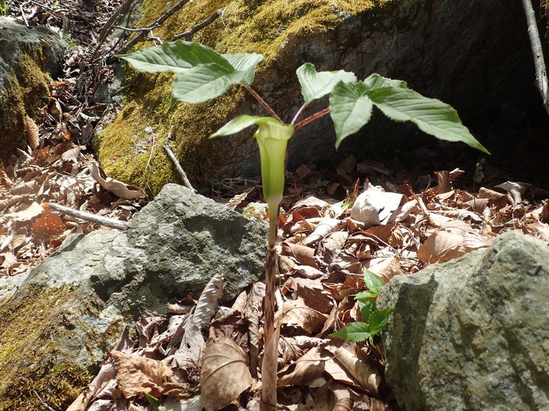 Arisaema monophyllum photo 7