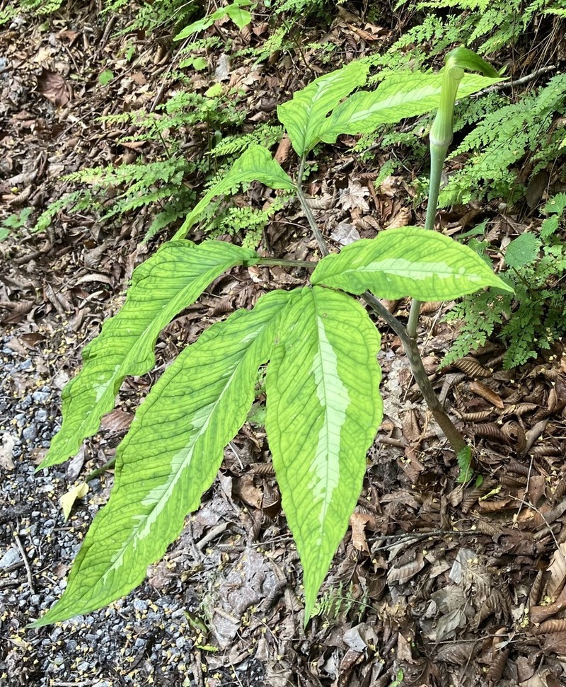 Arisaema monophyllum photo 8