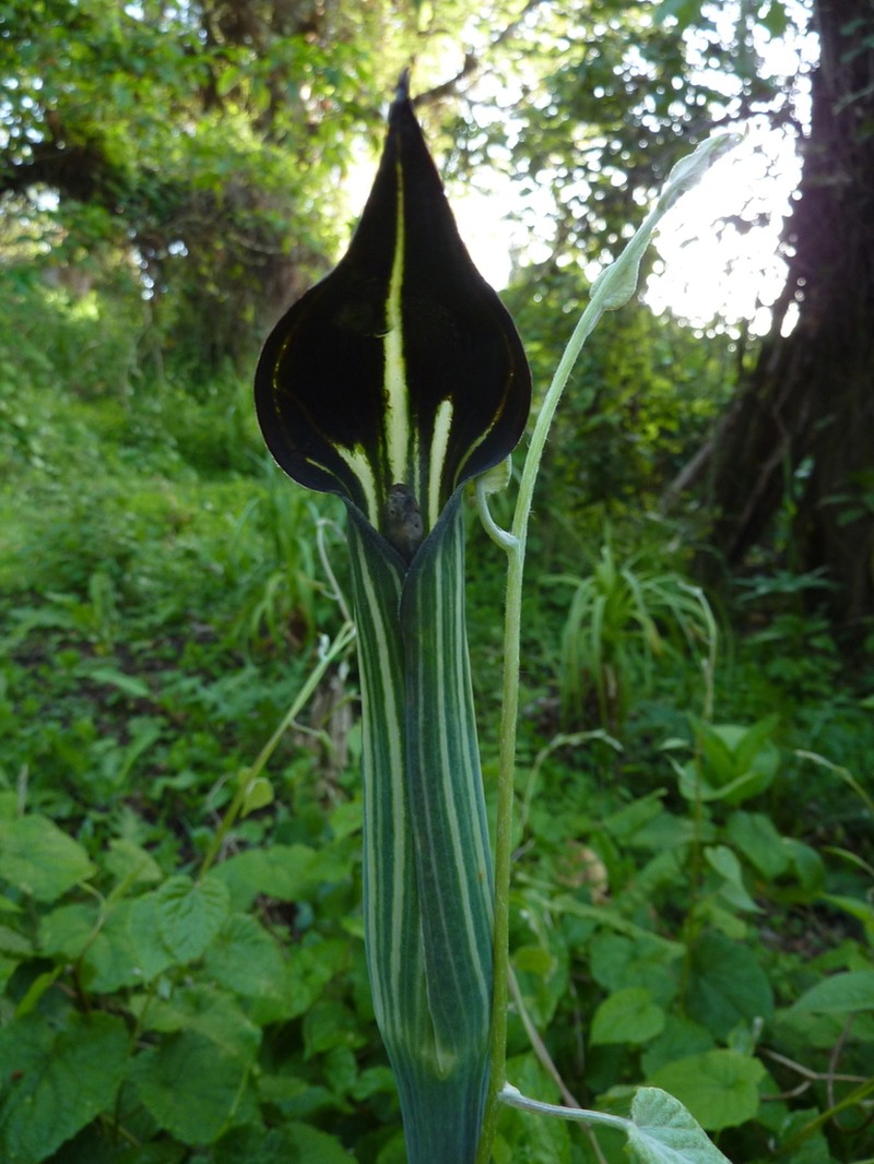 Arisaema mooneyanum