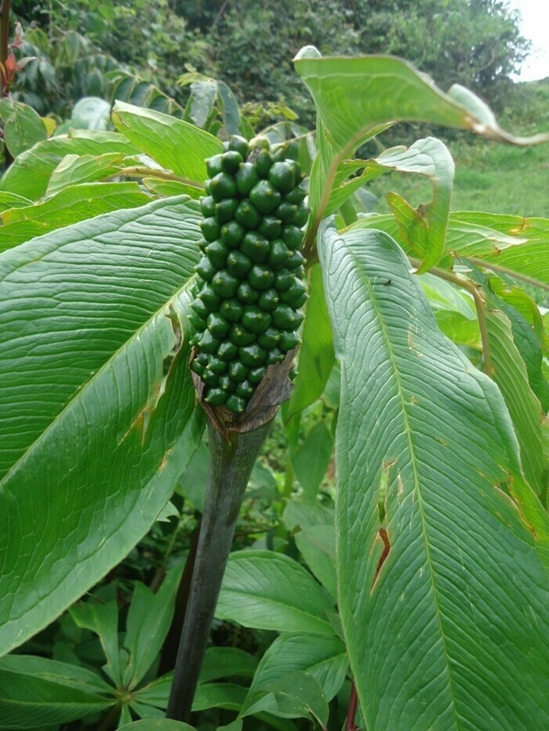 Arisaema mooneyanum photo 2