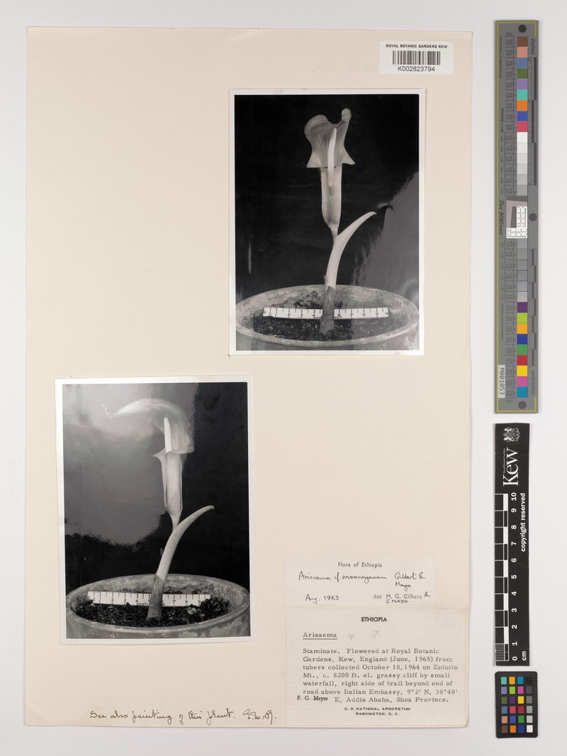 Arisaema mooneyanum photo 6