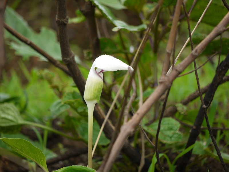 Arisaema murrayi