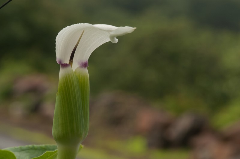 Arisaema murrayi photo 2