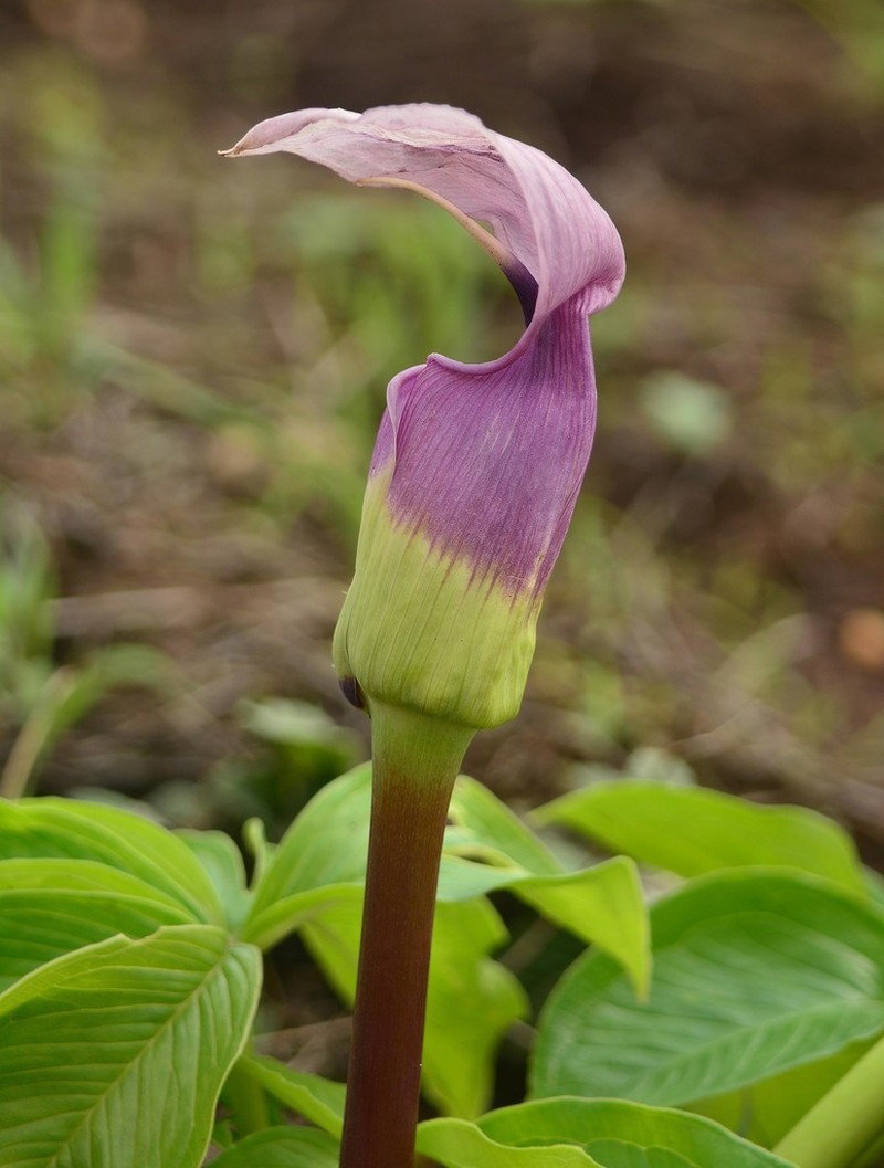 Arisaema murrayi photo 3